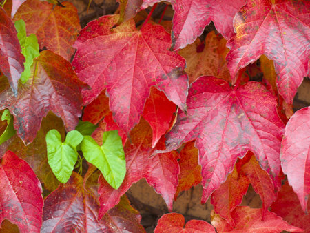 green and red leaves in autumn