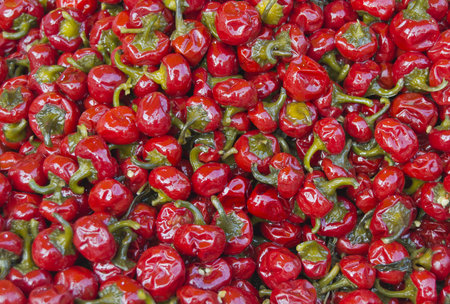 Calabrian chilesの写真素材