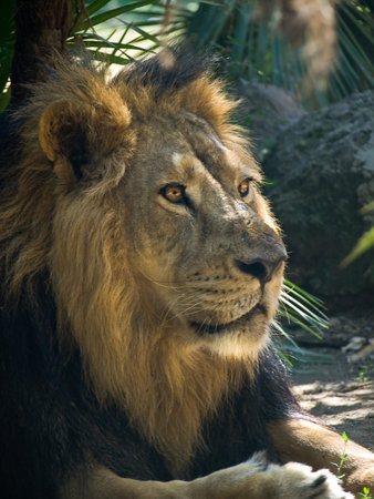 Portrait of a lionの写真素材