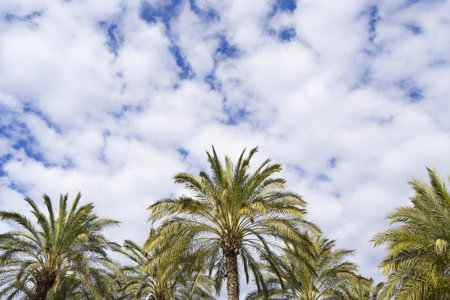 palm trees background