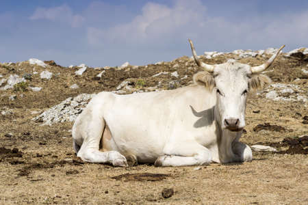 Cow graze on the grassの写真素材