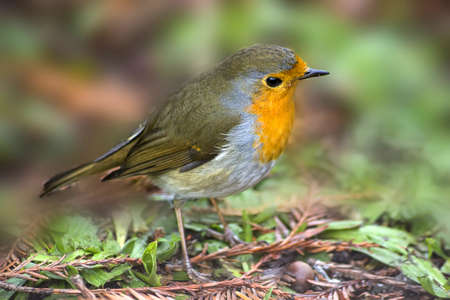 red European Robin, bird の写真素材