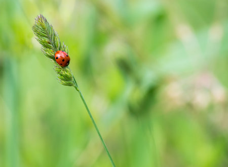 ladybug on the stem of an ear