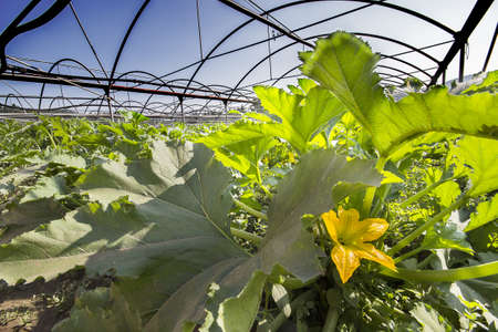 pumpkin flowers in the greenhouseの写真素材