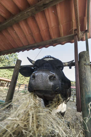 close-up of cow eating the strawの写真素材