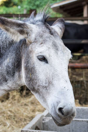 donkey headの写真素材