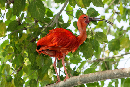 scarlet Ibis