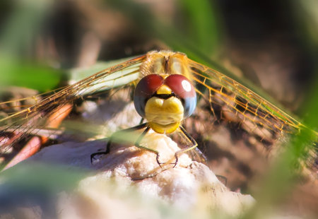 dragonfly on a green background