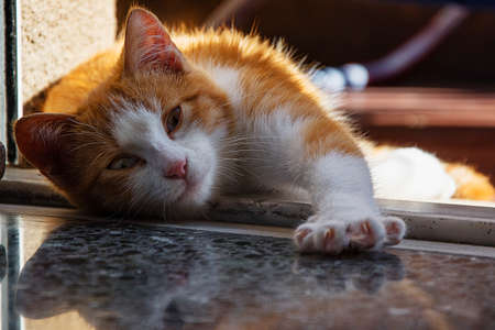 red cat stretchesの写真素材