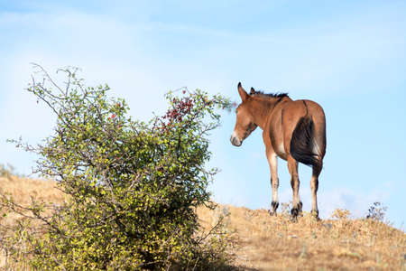 Horse moves towards the horizonの写真素材
