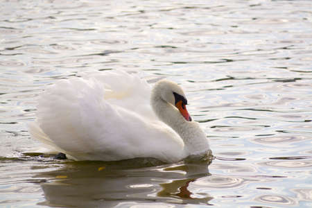 Swan Swim in the Moldavan waterの写真素材