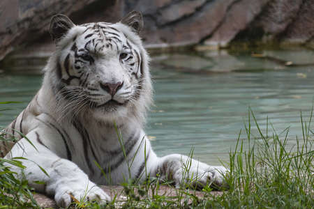 White tiger on the banks of a waterholeの写真素材