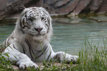 White tiger on the banks of a waterholeの写真素材