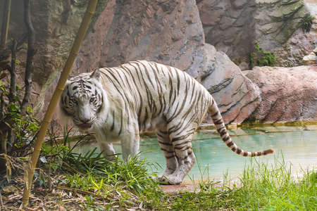 white tiger walks on the shore of a pondの写真素材