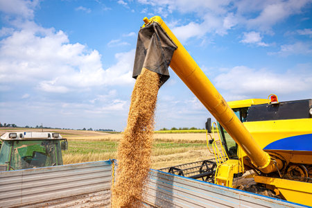 Combine harvester unloading grain into tractor trailer on wheat fieldの写真素材