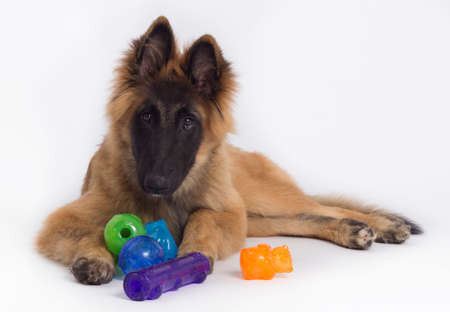 Belgian Shepherd Tervuren puppy laying down with colored toys, white studio backgroundの写真素材