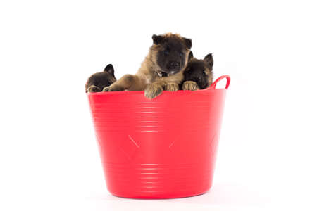 Three Belgian Shepherd Tervuren puppy\\\\の写真素材
