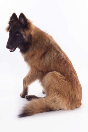 Belgian Shepherd Tervuren puppy, sitting, white studio backgroundの写真素材