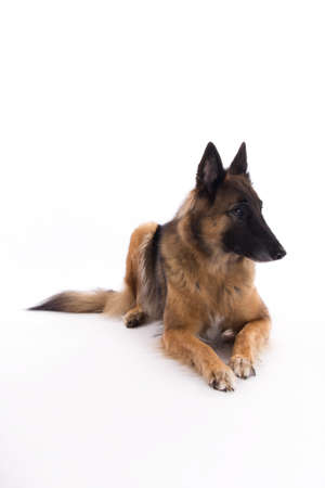 Belgian Shepherd Tervuren , laying down, white studio backgroundの写真素材