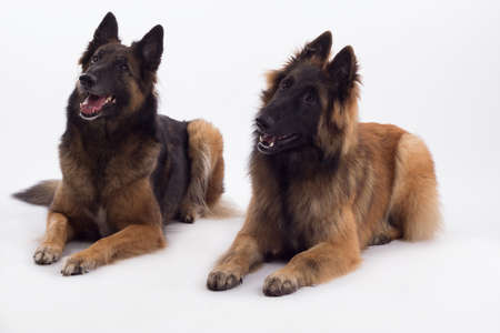 Belgian Shepherd Tervuren dog and isolated on white studio backgroundの写真素材