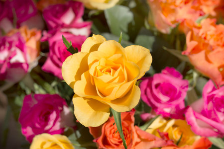Yellow rose in colored bouquet