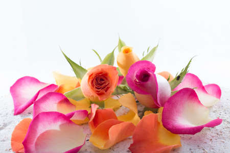 Roses and petals isolated on white backgroundの写真素材