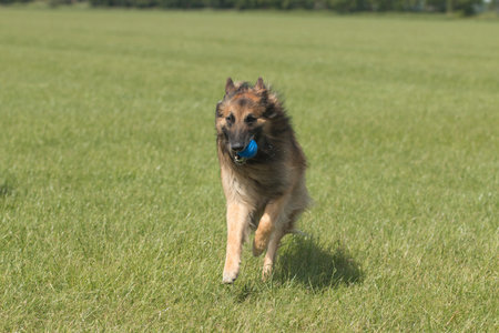 Dog with ball running in grassの写真素材
