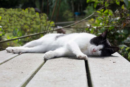 Black and white cat, sleeping on a tableの写真素材
