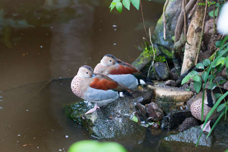 Ringed teals, ducksの写真素材