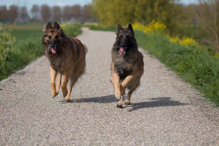 Two Belgian Shepherd Tervuren dogs running outsideの写真素材