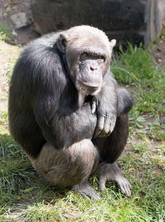 Monkey sitting arms crossed
