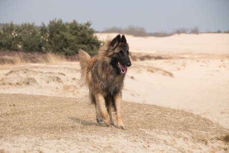 Belgian Shepherd Tervuren dog runningの写真素材