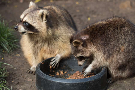Two raccoons eatingの写真素材