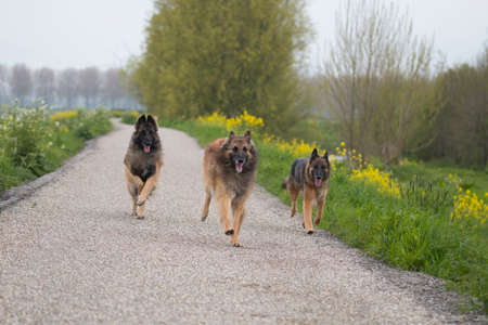 Three Belgian Shepherd Tervuren dogs running outsideの写真素材