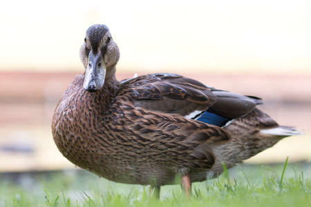 Wild duck looking in camera, close-upの写真素材