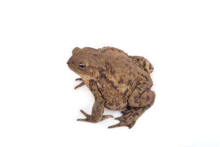 Hoptoad isolated on white backgroundの写真素材