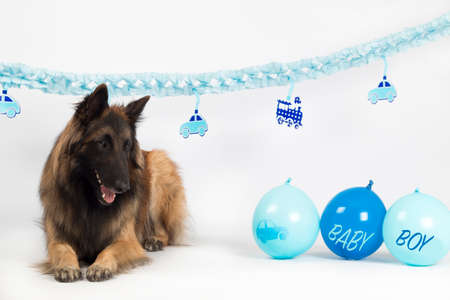 Dog, Belgian Shepherd Tervuren, baby boy with blue balloons and garlands, isolated on white studio backgroundの写真素材
