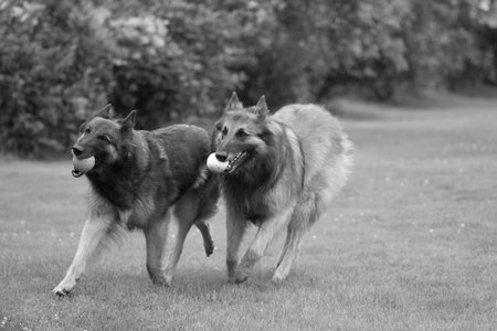 Two dogs, Belgian Shepherd Tervuren, running, black and white