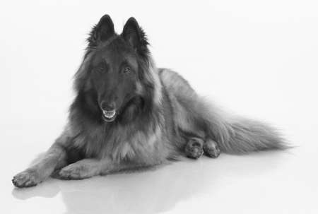 Dog, Belgian Shepherd Tervuren, isolted black and white, shiny white floorの写真素材