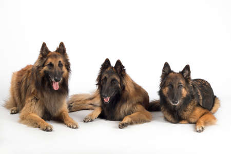 Three dogs, Belgian Shepherd Tervuren, isolated on white studio backgroundの写真素材