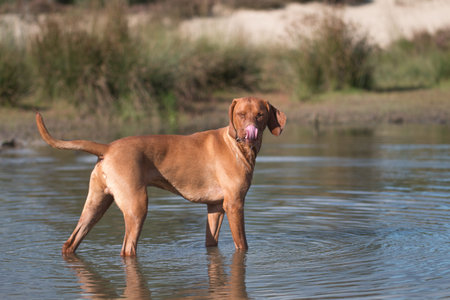Dog, Vizsla, Hungarian pointer, standing in waterの写真素材