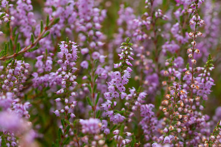 Moor, macro, close up