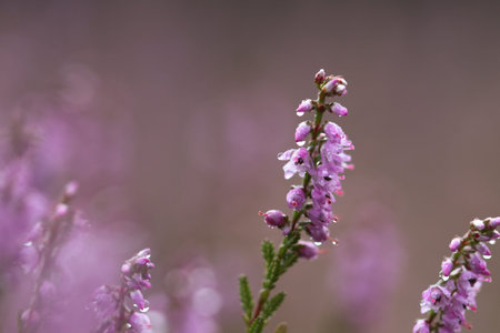 Moor, macro, with raindrops
