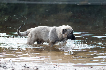 Young Turkish sheepdog playing in water