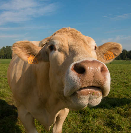 closeup of cowの写真素材