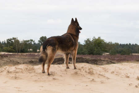 Dog, Belgian Shepherd Tervuren, looking out over dunes, camera from behindの写真素材
