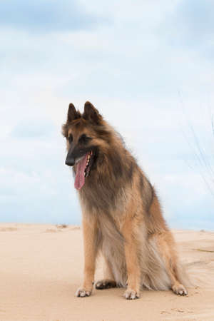 Dog, Belgian Shepherd Tervuren, sitting on sand, looking down, blue cloudy skyの写真素材