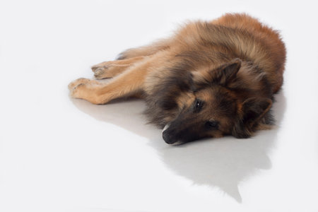 Dog, Belgian Shepherd Tervuren, lying, isolated on white backgroundの写真素材