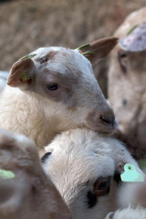 Closeup of lambの写真素材