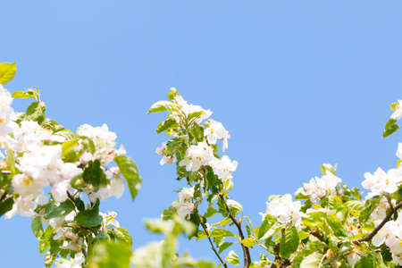 White plum blossom against a blue skyの写真素材